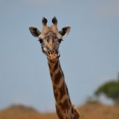  The Serengeti, TZ